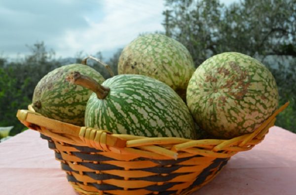 zucca virmiciddara