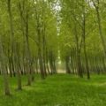 graduatorie forestazione