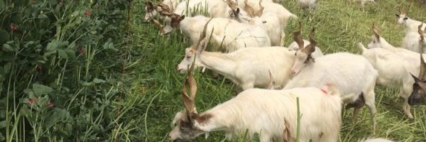 allevamento rigenerativo capra girgentana