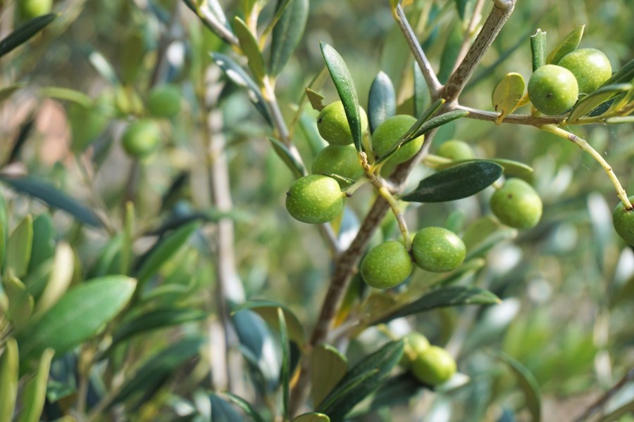 Da Agea contributi a fondo perduto fino al 70% per la realizzazione di nuovi oliveti. I dettagli