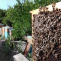 apicoltura biologica