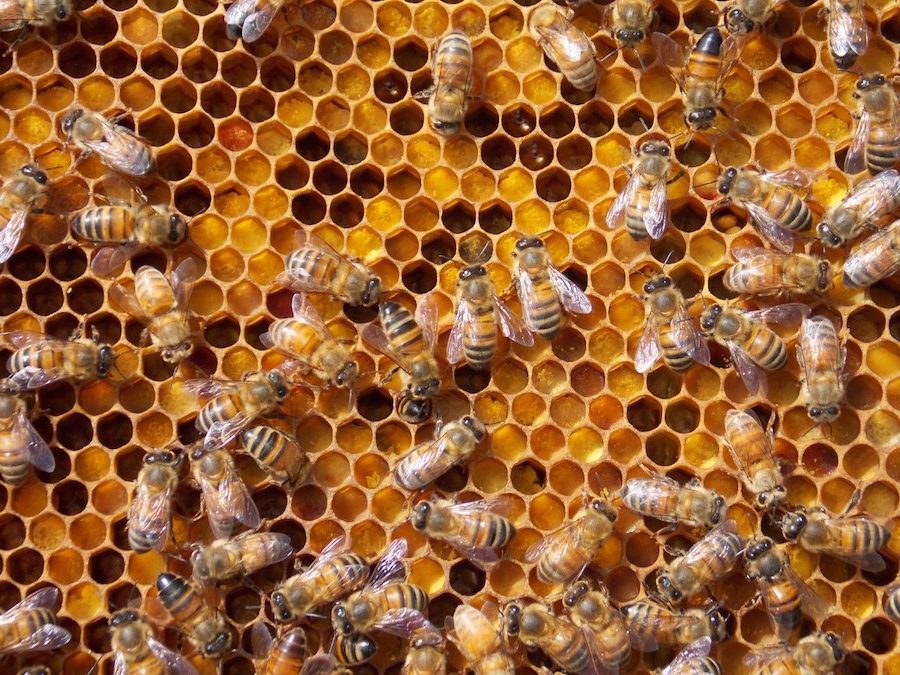 api e varroa