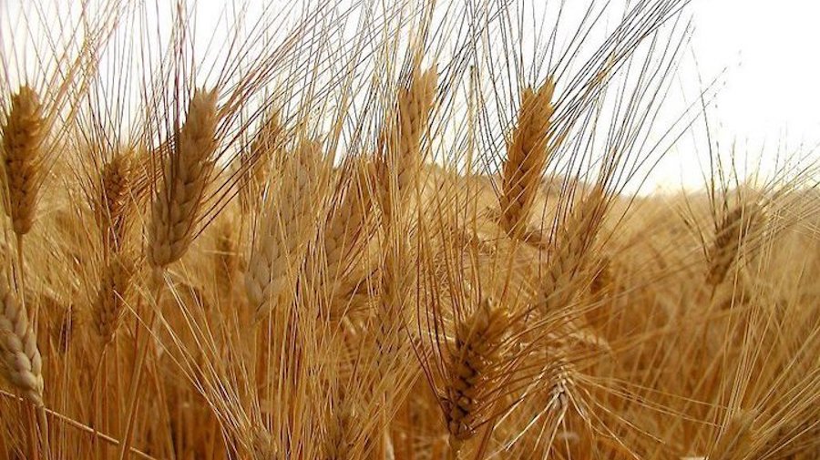 Il prezzo del grano è balzato al massimo da oltre 2 mesi dopo blocco esportazioni dell’India