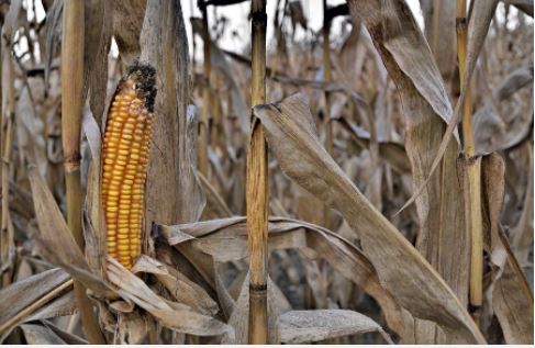 Siccità, Cia: “Tagliato del 30% il raccolto del grano. Costi superano ricavi”