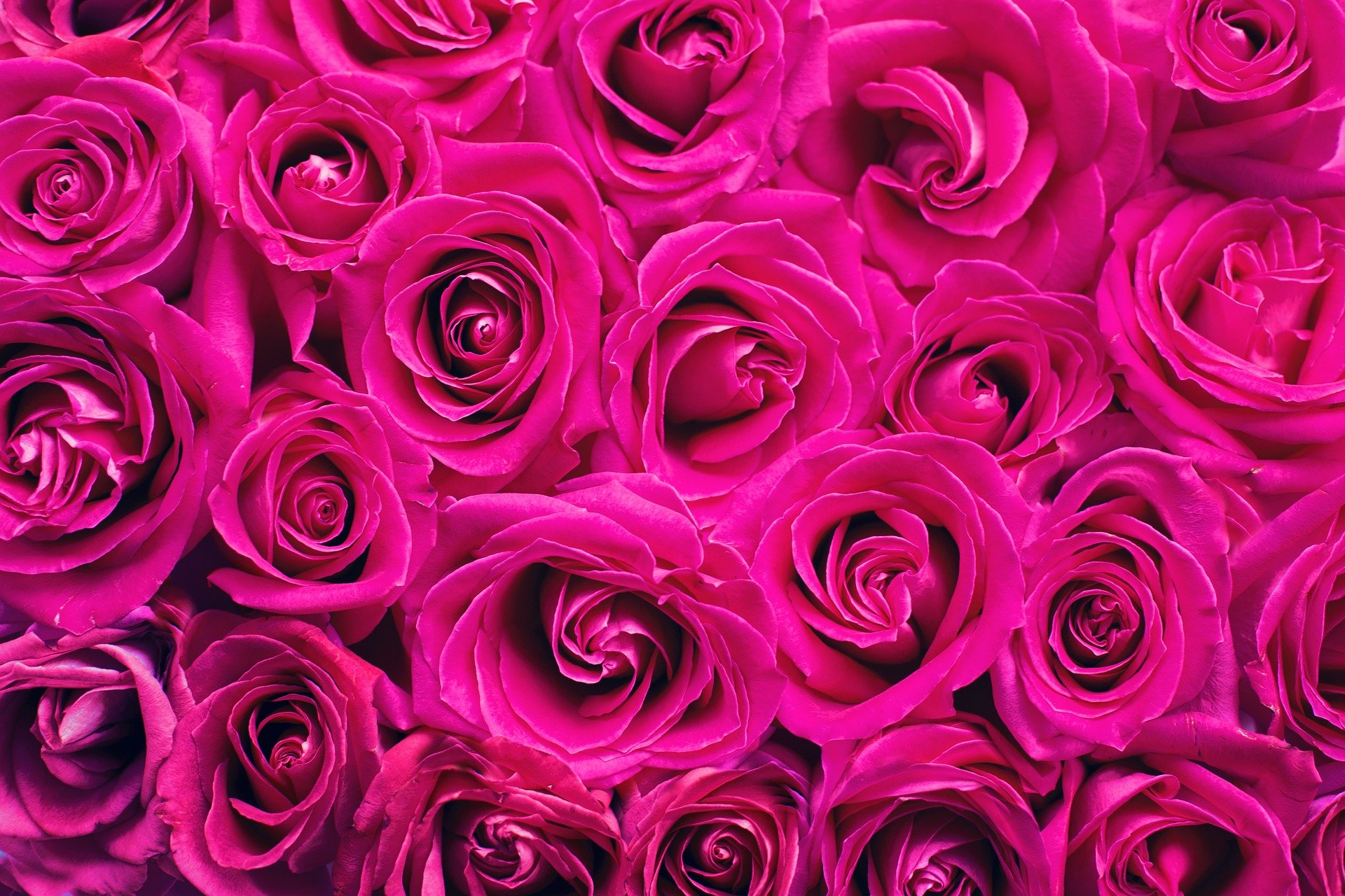 San Valentino, prezzi delle rose alle stelle (+40%). Cia: «Il 50% coppie  sceglierà bouquet Made in Italy»