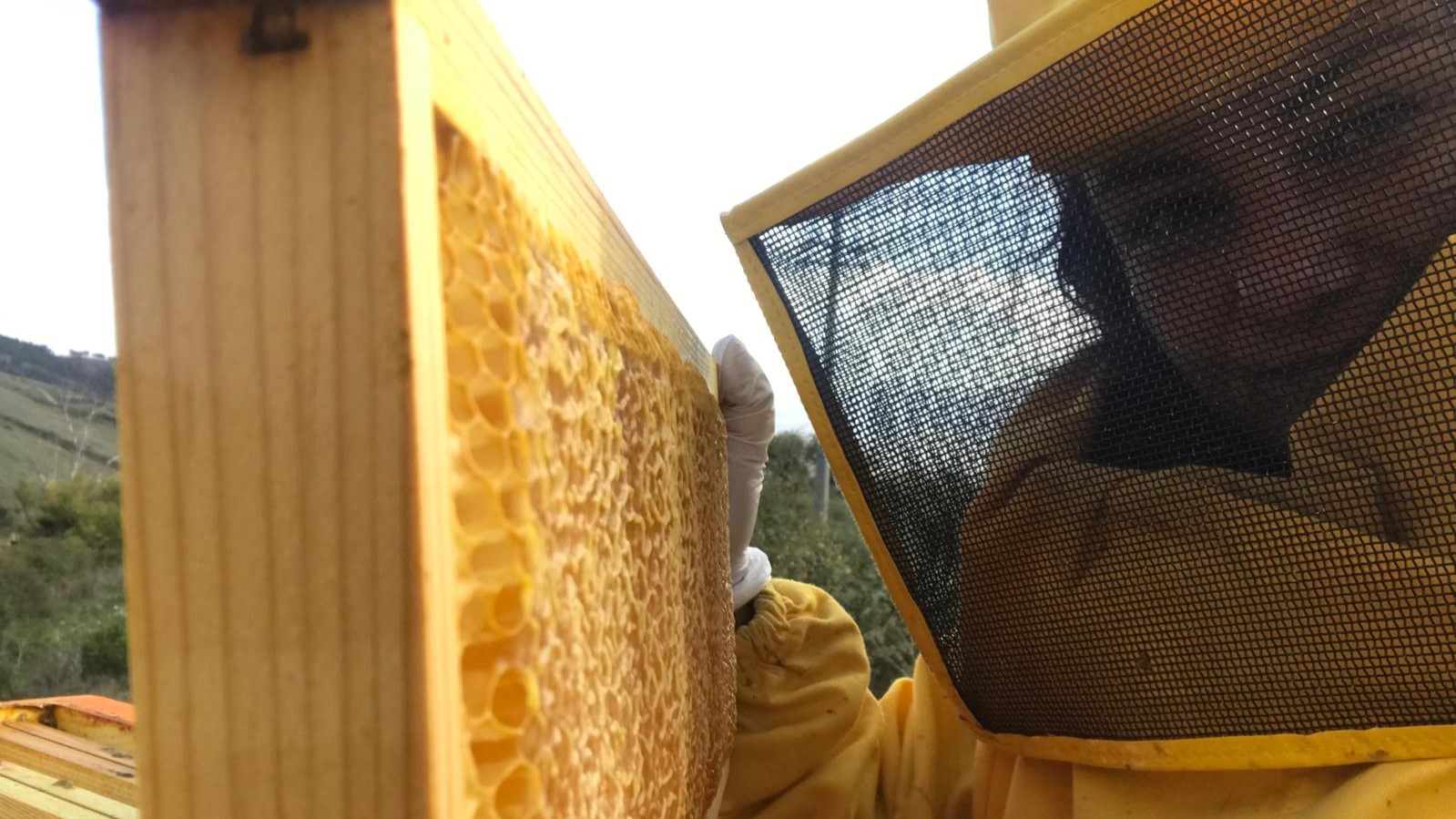 A rischio la produzione di miele in Sicilia: “Il sostegno economico non è la soluzione, vogliamo vivere di apicoltura”
