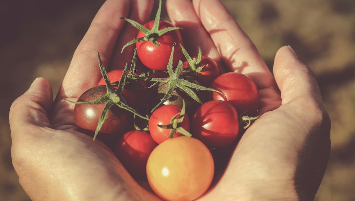 Pomodoro siciliano come “functional food”, l’ingrediente base per una nuova “salsa madre”