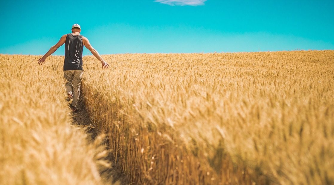 Siccità, tesoretto da venticinque milioni per le aziende agricole siciliane: il bando