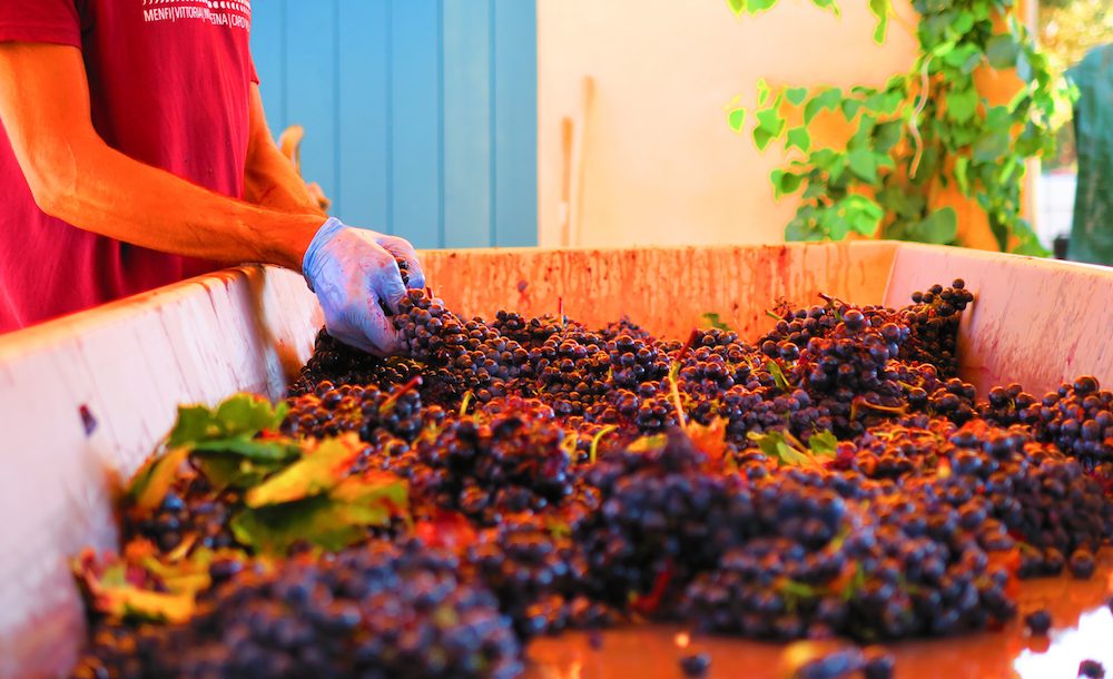 Vendemmia, atteso +8% rispetto al 2024: Italia leader mondiale per produzione di vino, Sicilia tra le prime cinque regioni