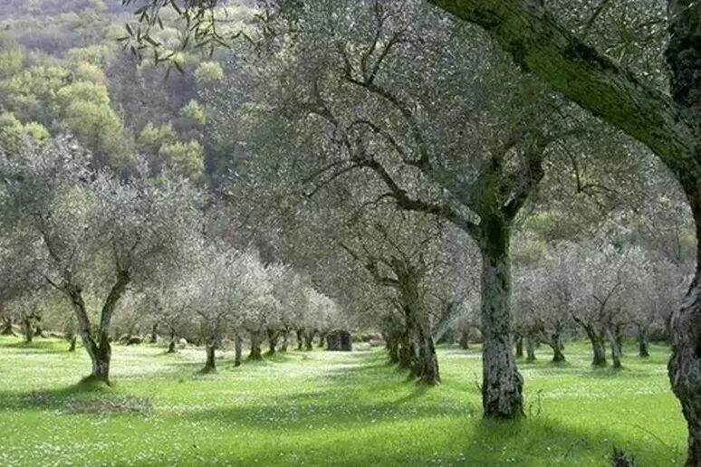 Nasce la prima biblioteca dedicata all’olio d’oliva, una selezione di 90 oli provenienti da tutto il mondo